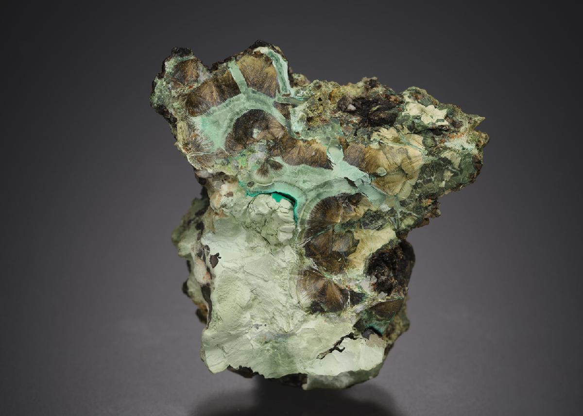 CC21570 specimen image