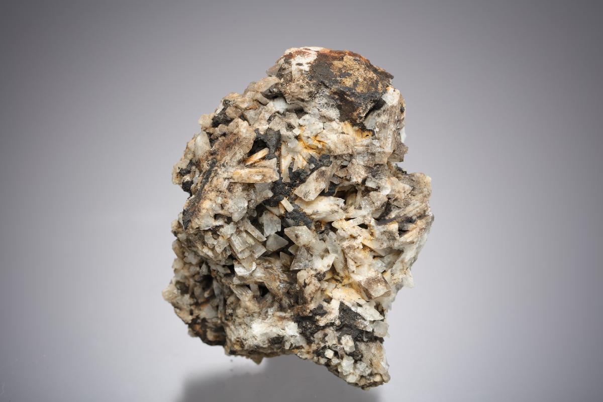 CC21572 specimen image