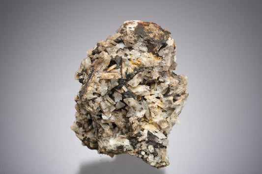 CC21572 specimen image