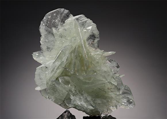 CC21677 specimen image