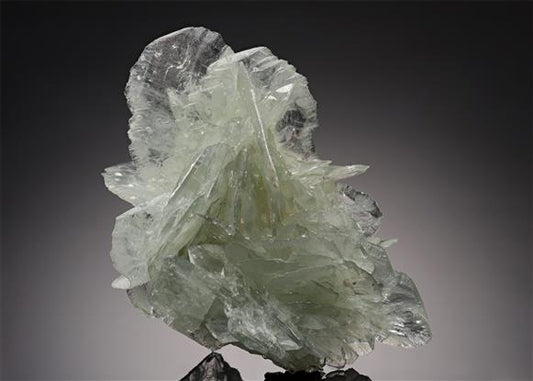 CC21677 specimen image