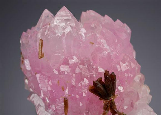 CC21680 specimen image