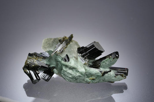 CC21683 specimen image