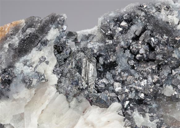 CC21688 specimen image