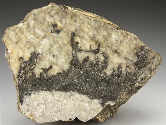 CC2170 specimen image