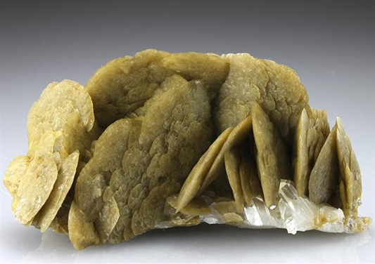 CC2177 specimen image