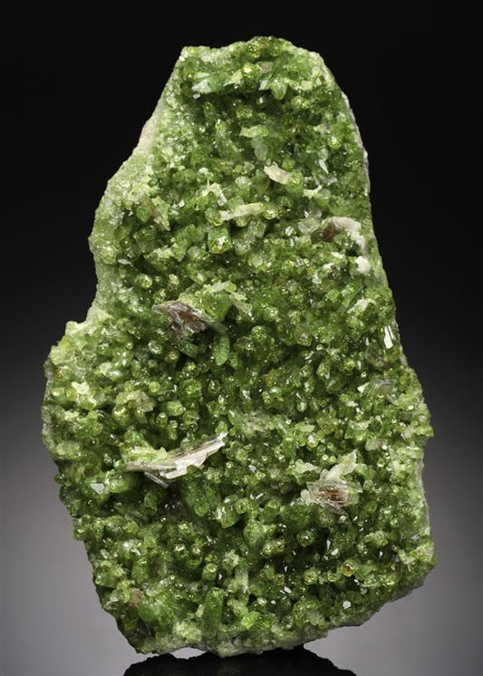 CC21803 specimen image