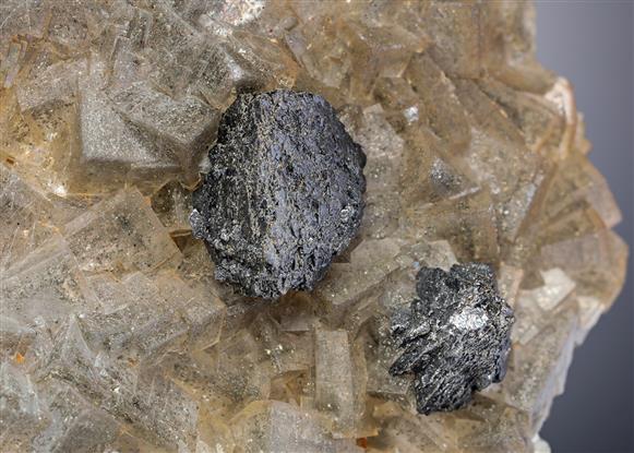 CC21819 specimen image