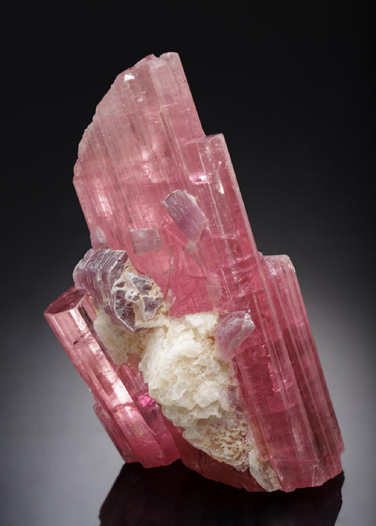 CC21844 specimen image