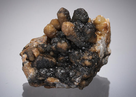 CC21858 specimen image