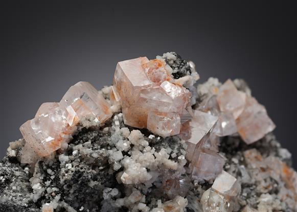 CC21878 specimen image