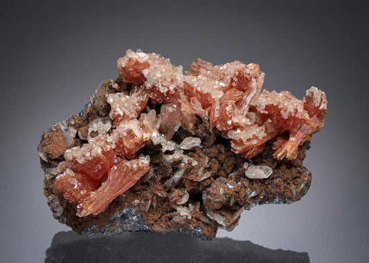CC21888 specimen image