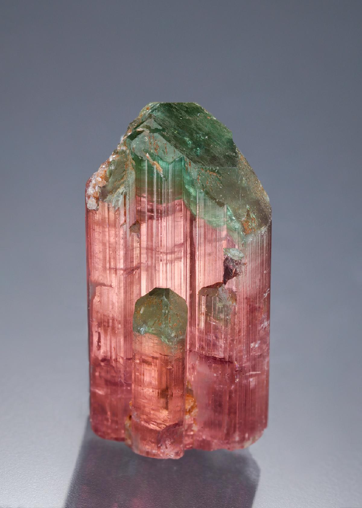 CC21914 specimen image
