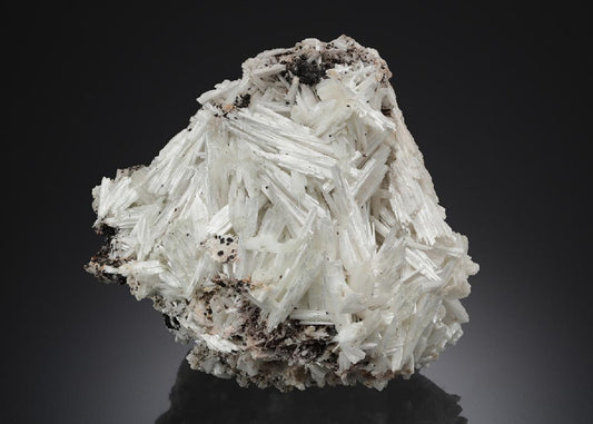 CC21931 specimen image