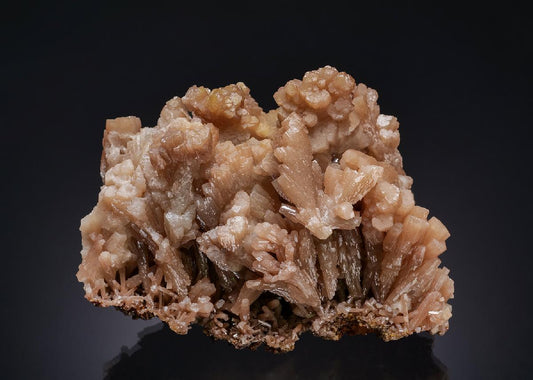 CC21937 specimen image