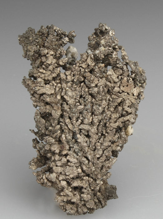 CC2203 specimen image