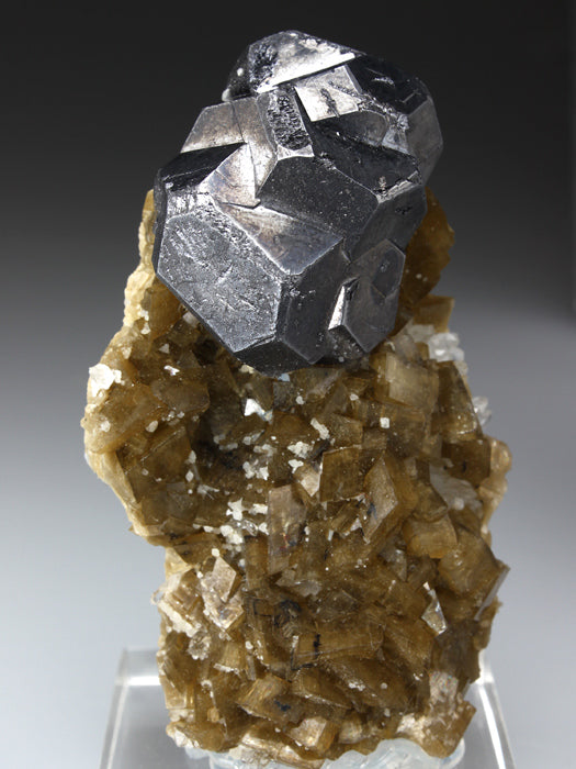 CC2278 specimen image