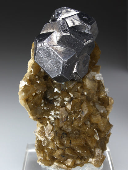 CC2278 specimen image