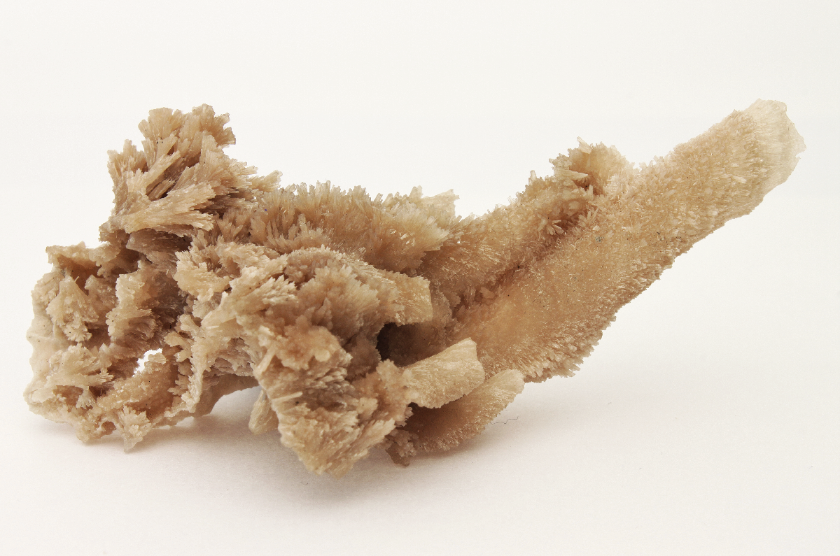 CC23289 specimen image