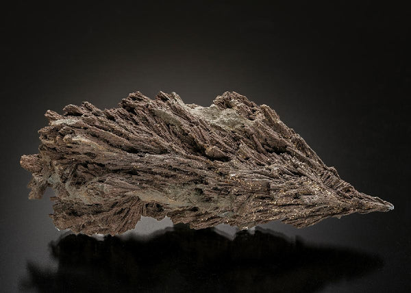 CC23316 specimen image