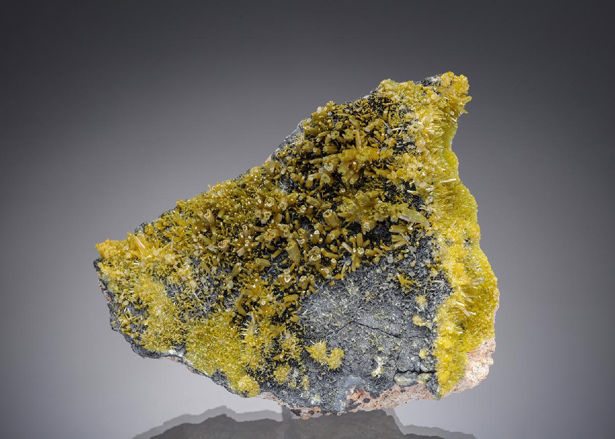 CC23352 specimen image