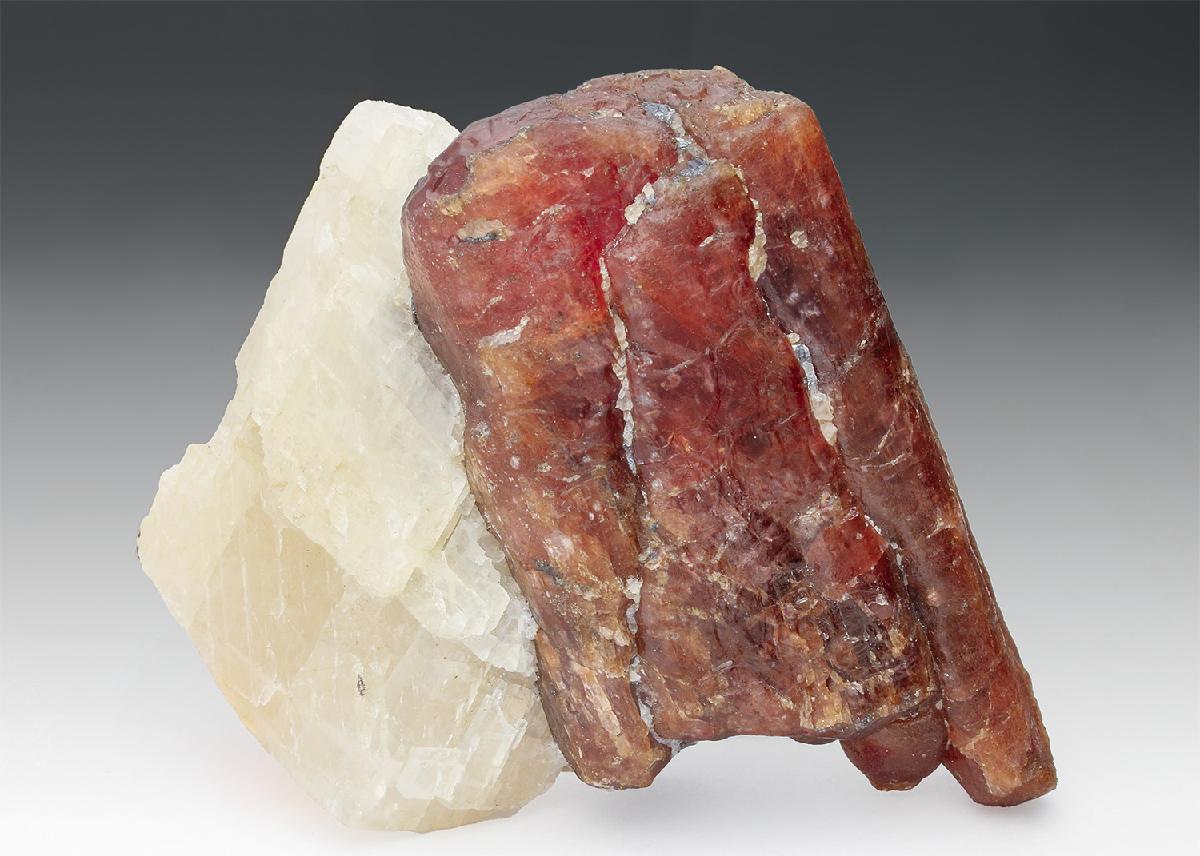 CC23458 specimen image