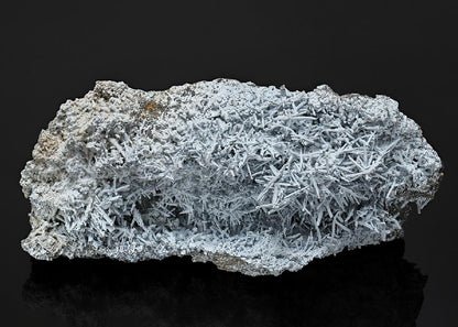 CC23532 specimen image