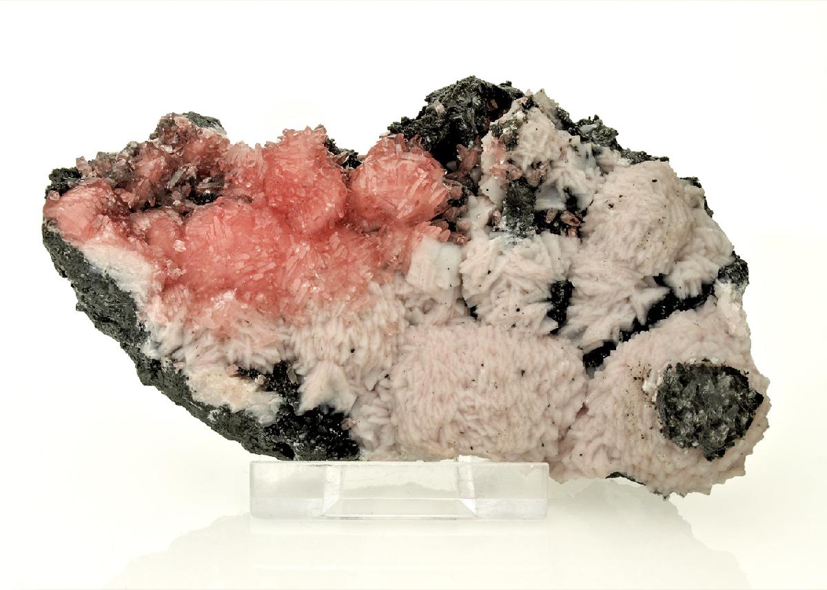 CC23608 specimen image