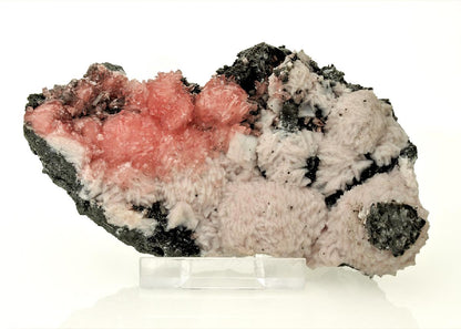 CC23608 specimen image