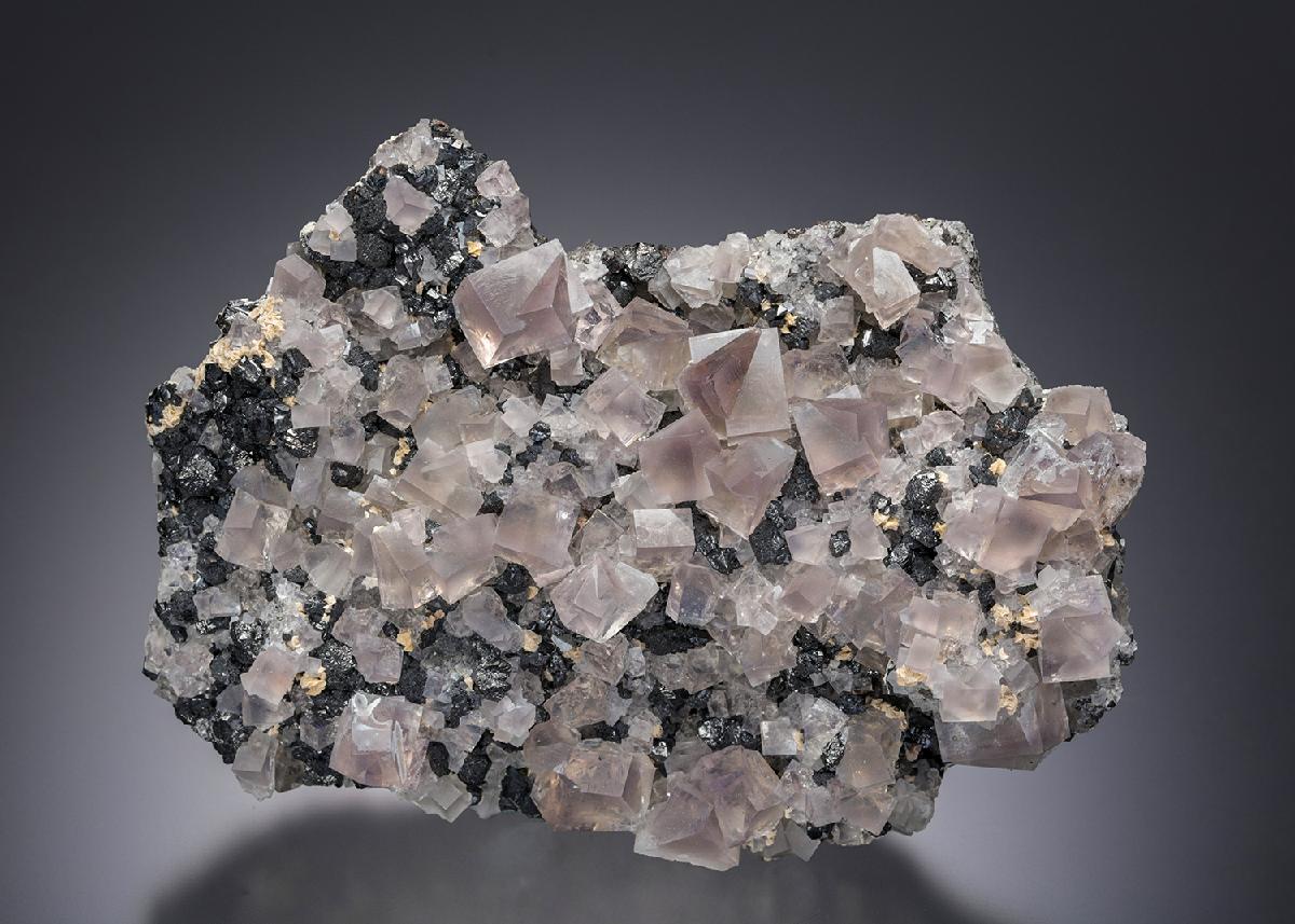 CC23666 specimen image
