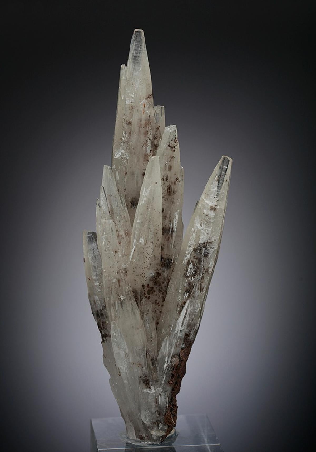 CC2454 specimen image