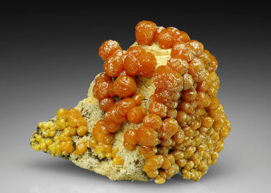 CC24843 specimen image