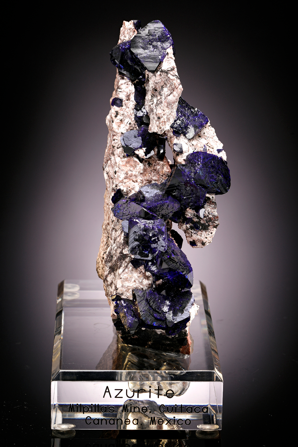 CC24881 specimen image