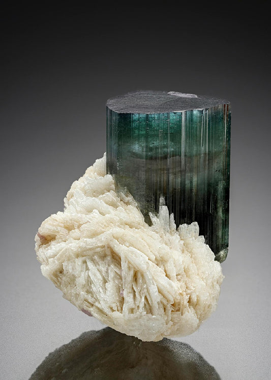 CC24892 specimen image