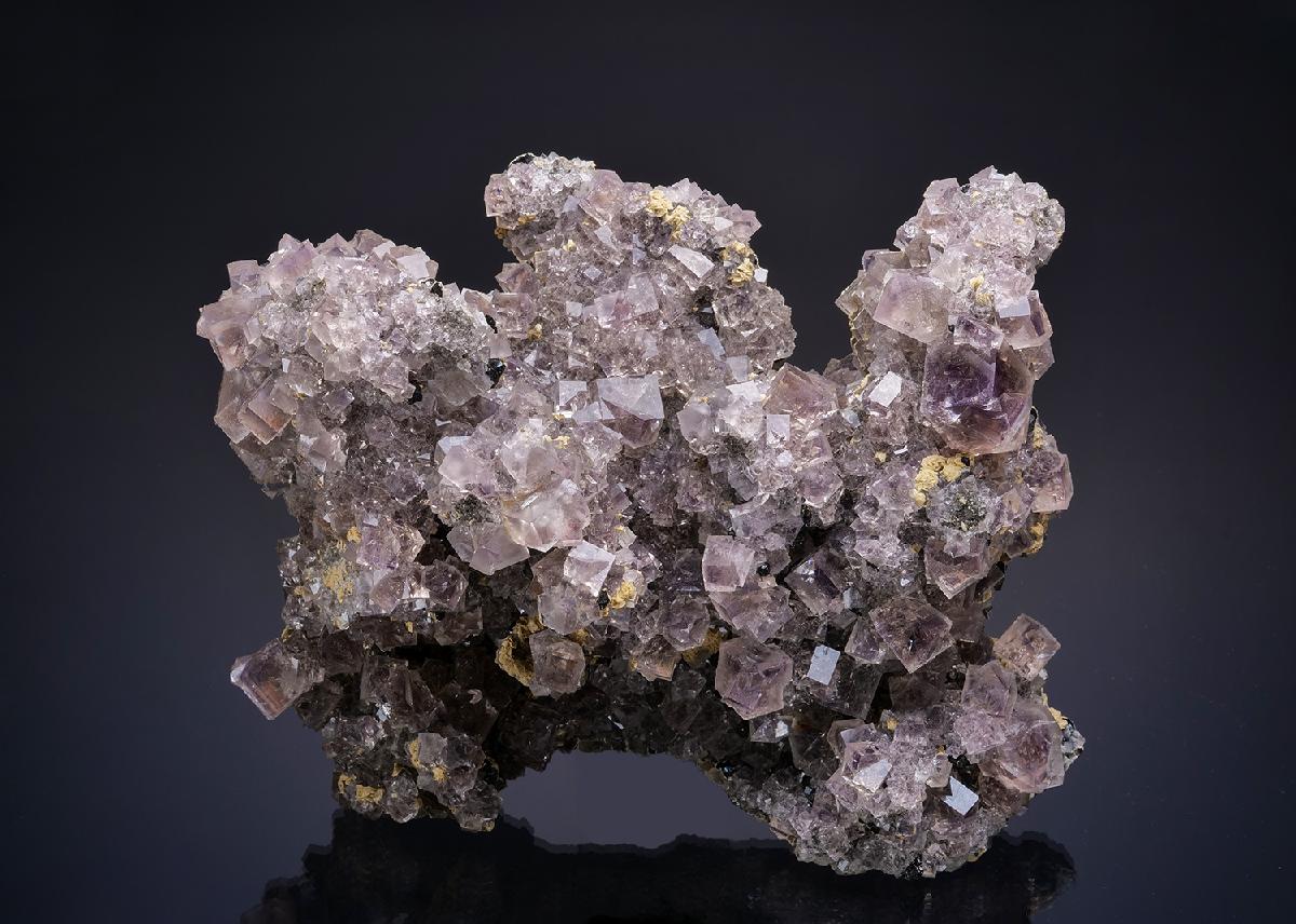 CC25141 specimen image
