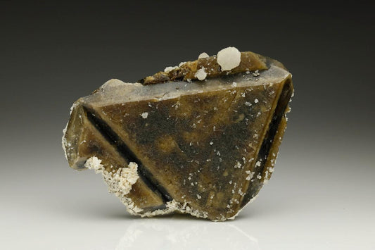 CC25221 specimen image