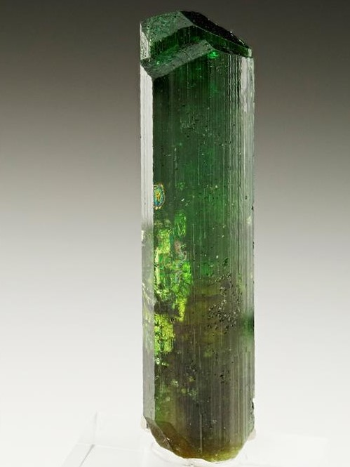 CC25336 specimen image