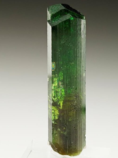 CC25336 specimen image