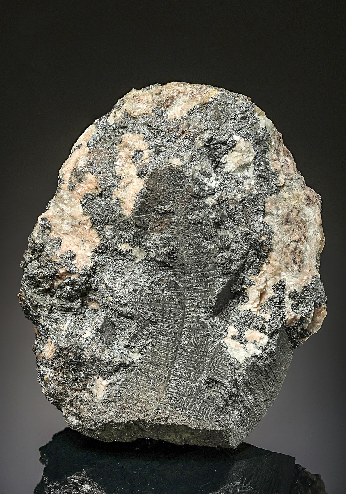 CC25569 specimen image