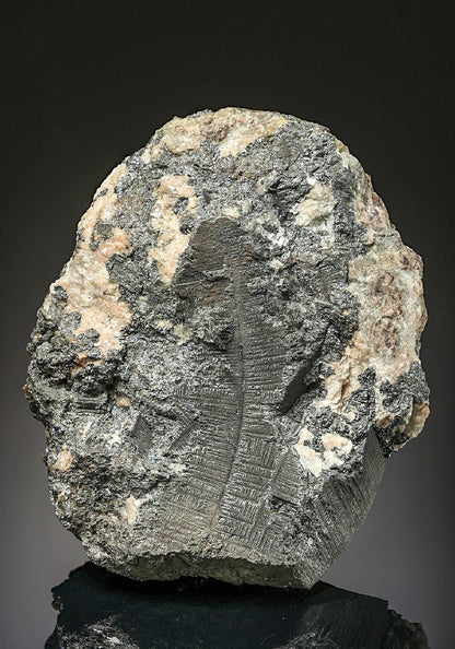 CC25569 specimen image