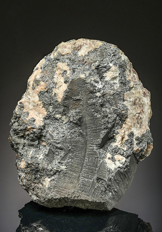 CC25569 specimen image