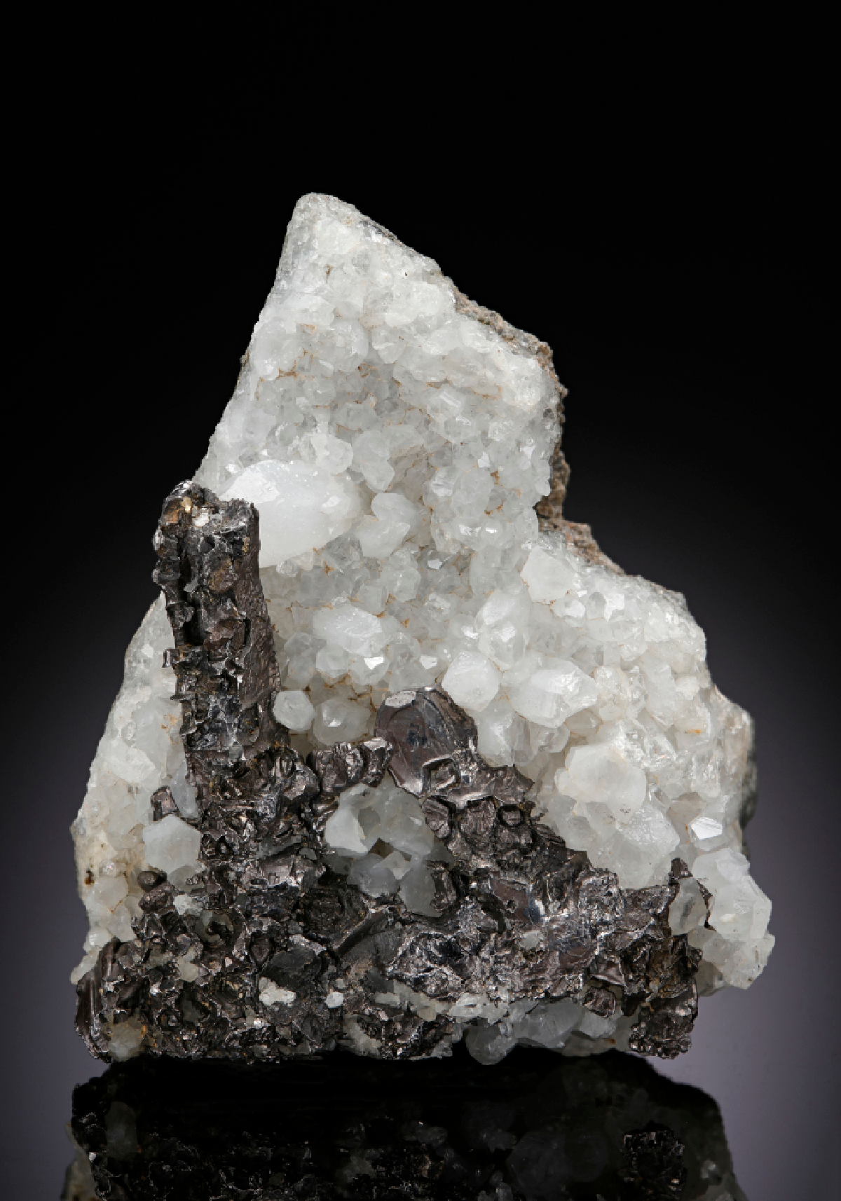 CC25624 specimen image