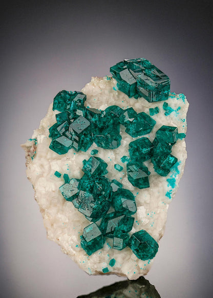CC25635 specimen image