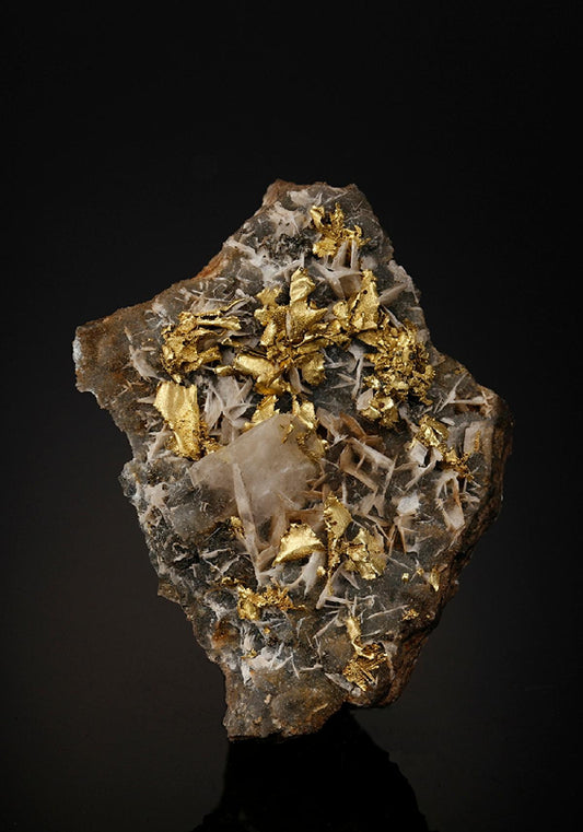 CC25666 specimen image