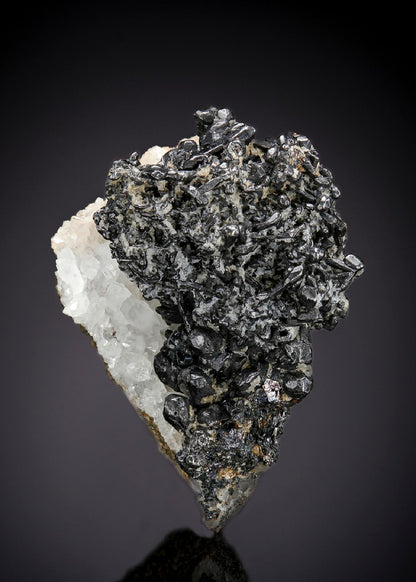 CC25677 specimen image