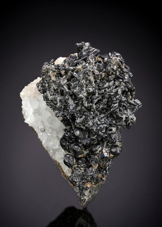 CC25677 specimen image