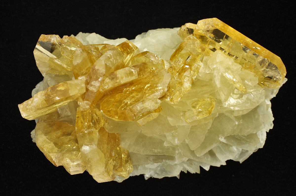 CC25694 specimen image
