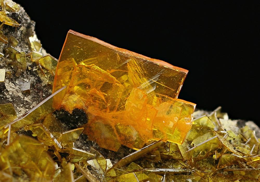 CC25750 specimen image