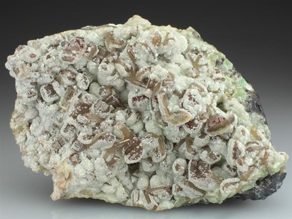 CC2599 specimen image