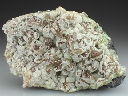 CC2599 specimen image